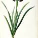 Iris Luxiana, from `Les Liliacees'